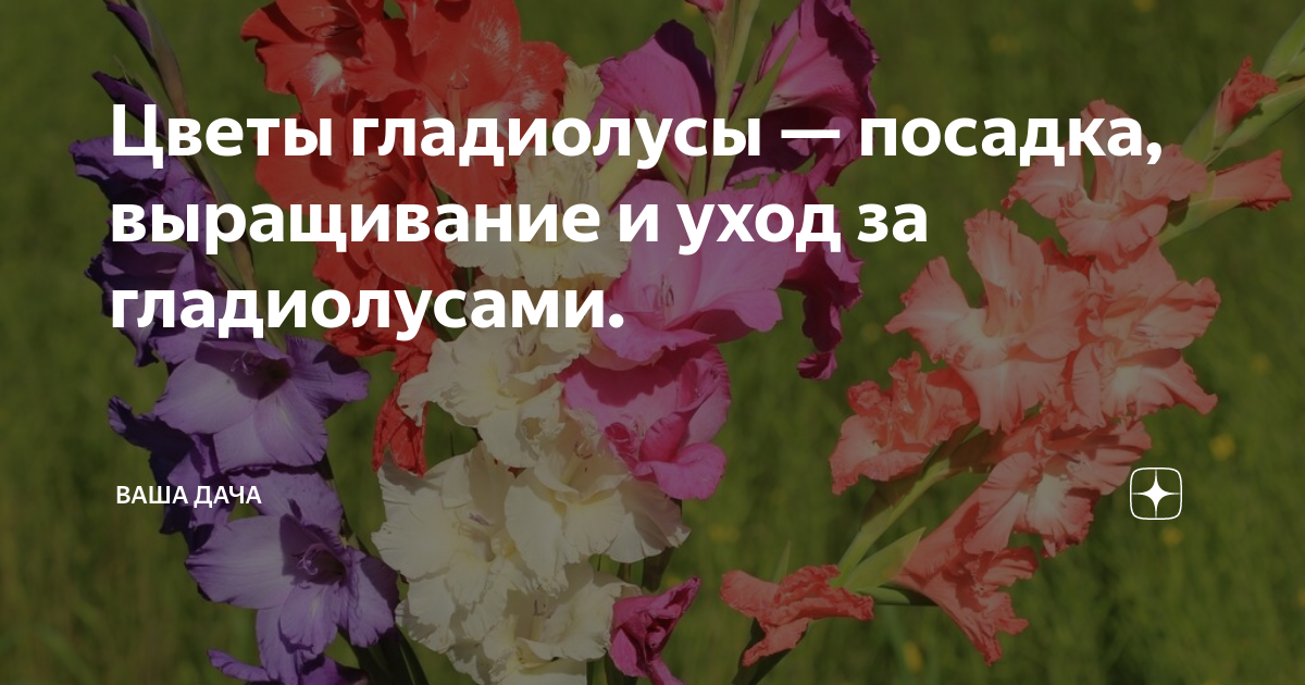 Гладиолус | Exotic flowers, Gladiolus flower, Amazing flowers