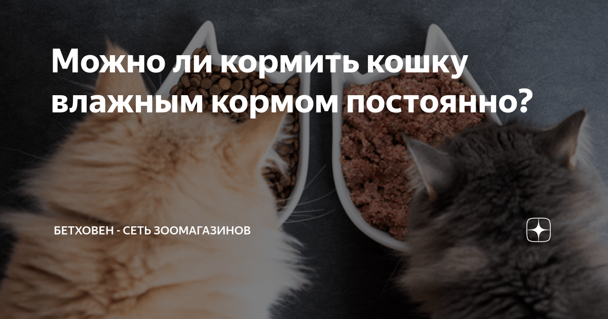 Можно ли кормить кошку влажным кормом постоянно? | Бетховен - сеть ...