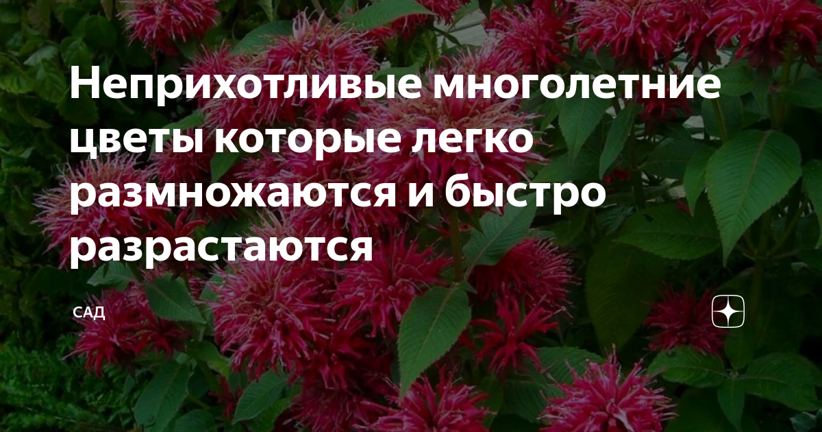Неприхотливые многолетние цветы которые легко размножаются и быстро ...