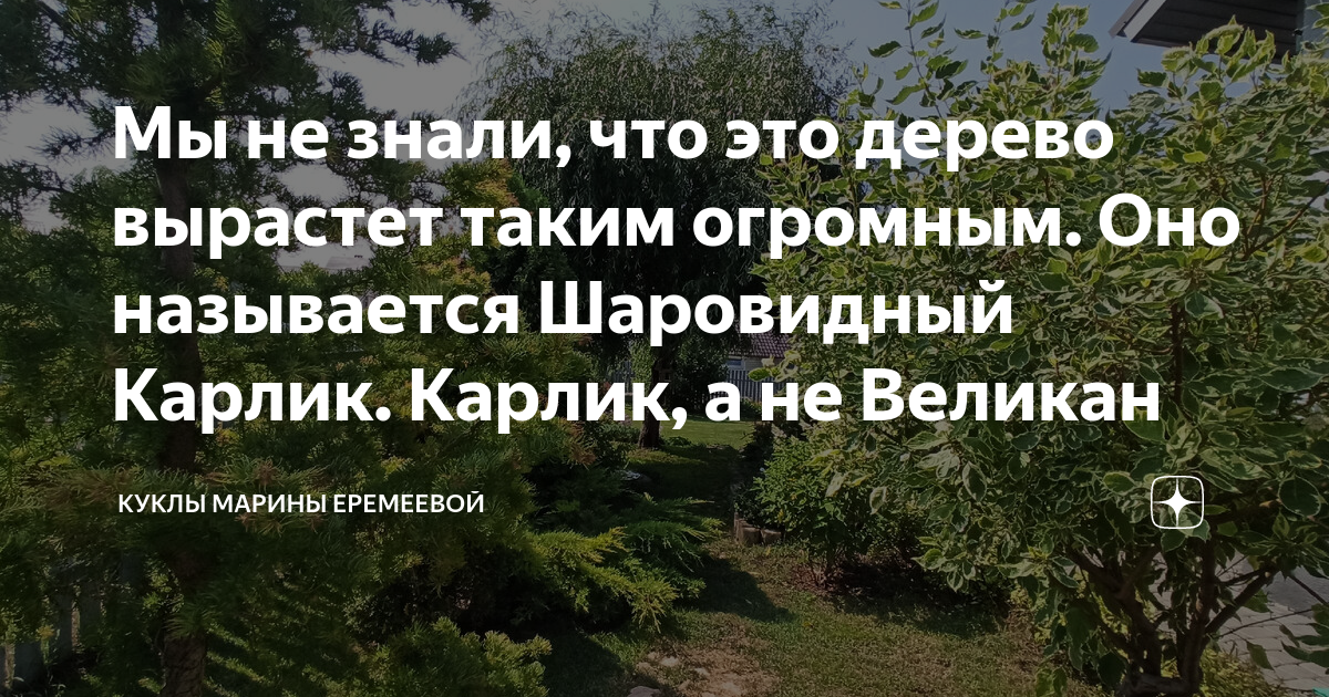 Мы не знали, что это дерево вырастет таким огромным. Оно называется ...