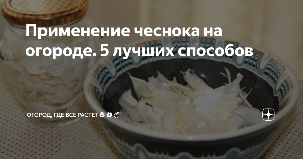 Применение чеснока на огороде. 5 лучших способов