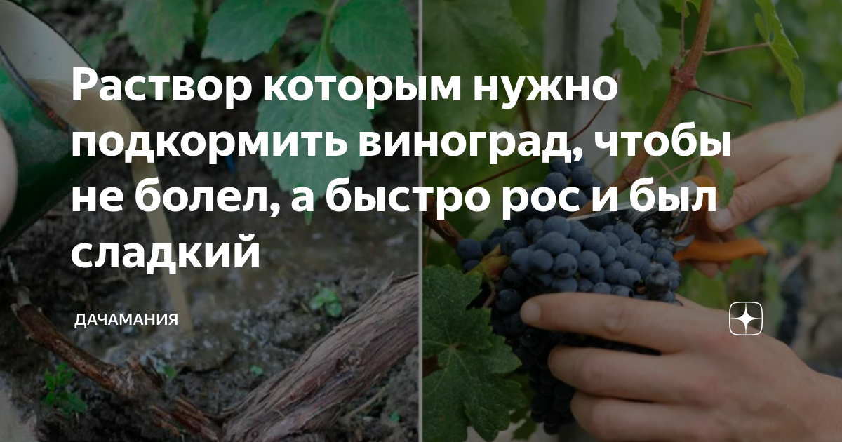 Корневая подкормка винограда. Чем подкормить виноград в июне в подмосковье. Виноград резакия. Капельный полив винограда. Корневая подкормка винограда.
