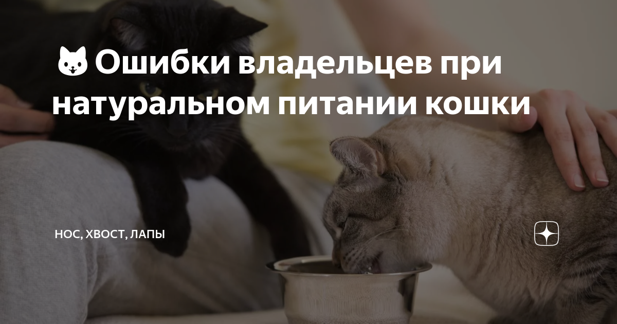 Стул кота на натуральном питании