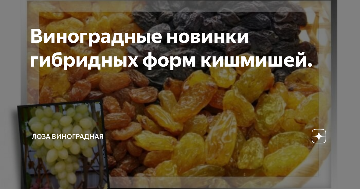 Белый кишмиш сорта винограда. Виноград кишмиш белый. Польза кишмиша для организма человека. Виноград польза. Виноград кишмиш ккал.