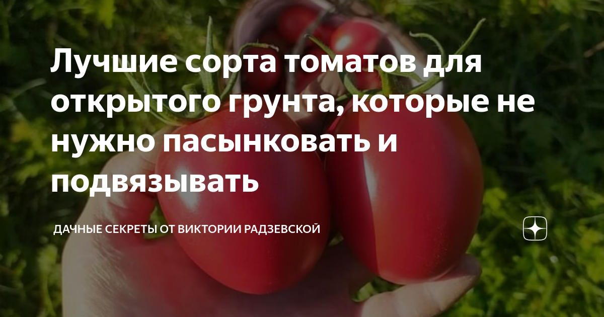 Лучшие сорта томатов для открытого грунта, которые не нужно пасынковать ...