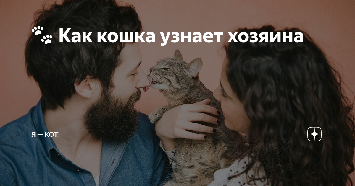 🐾 Как кошка узнает хозяина | Я — Кот! | Дзен