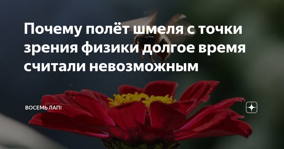 Почему полёт шмеля с точки зрения физики долгое время считали ...