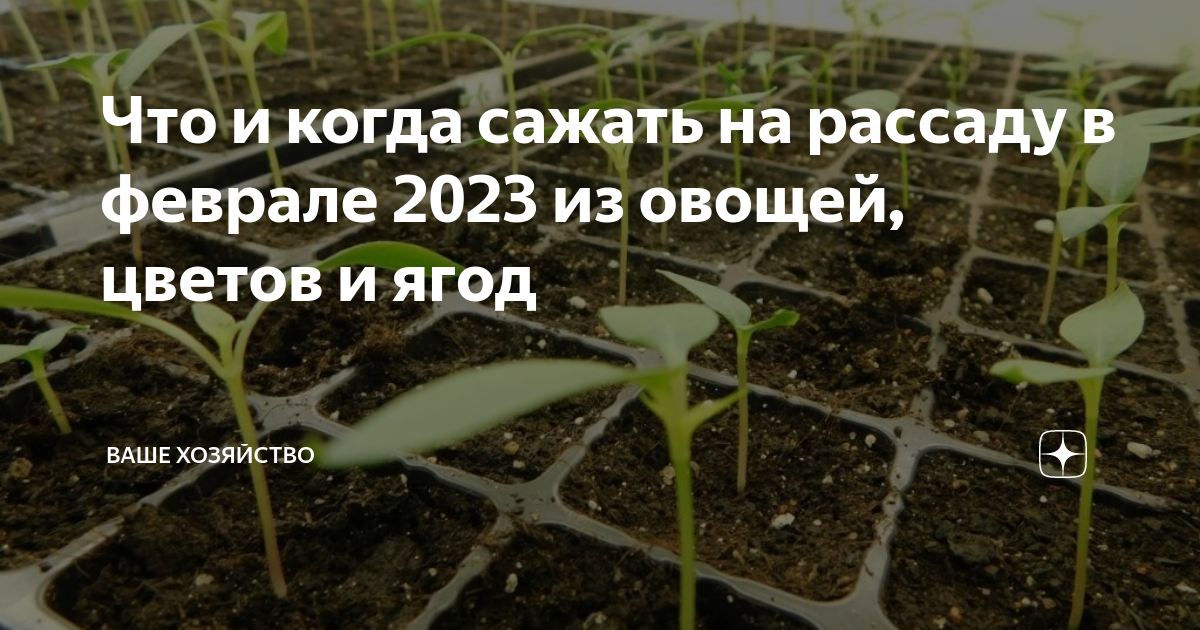 Септориоз рассады перца. Рассада 2023. Когда сеять рассаду перцев в 2023. Когда садить семена на рассаду таблица. Когда что сажать.