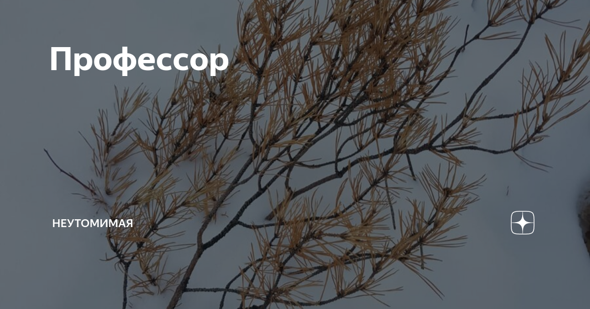 Профессор | Неутомимая | Дзен