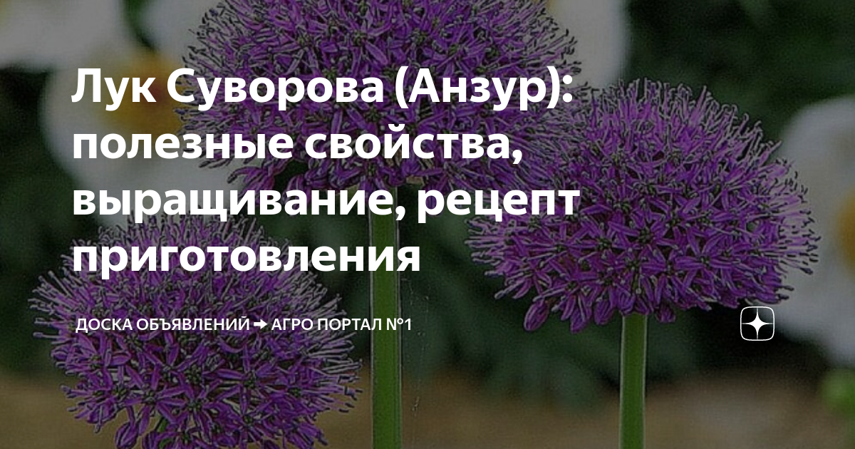 Еще раз про лечебный лук Суворова. И наш огородик. - YouTube