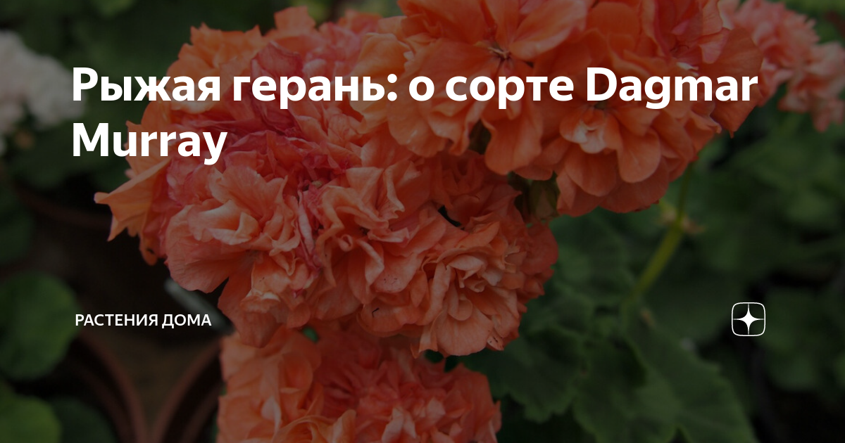 Пеларгония Дагмар Мюррей: описание сорта, характеристики, особенности посадки и ухода, отзывы - сайт для садоводов