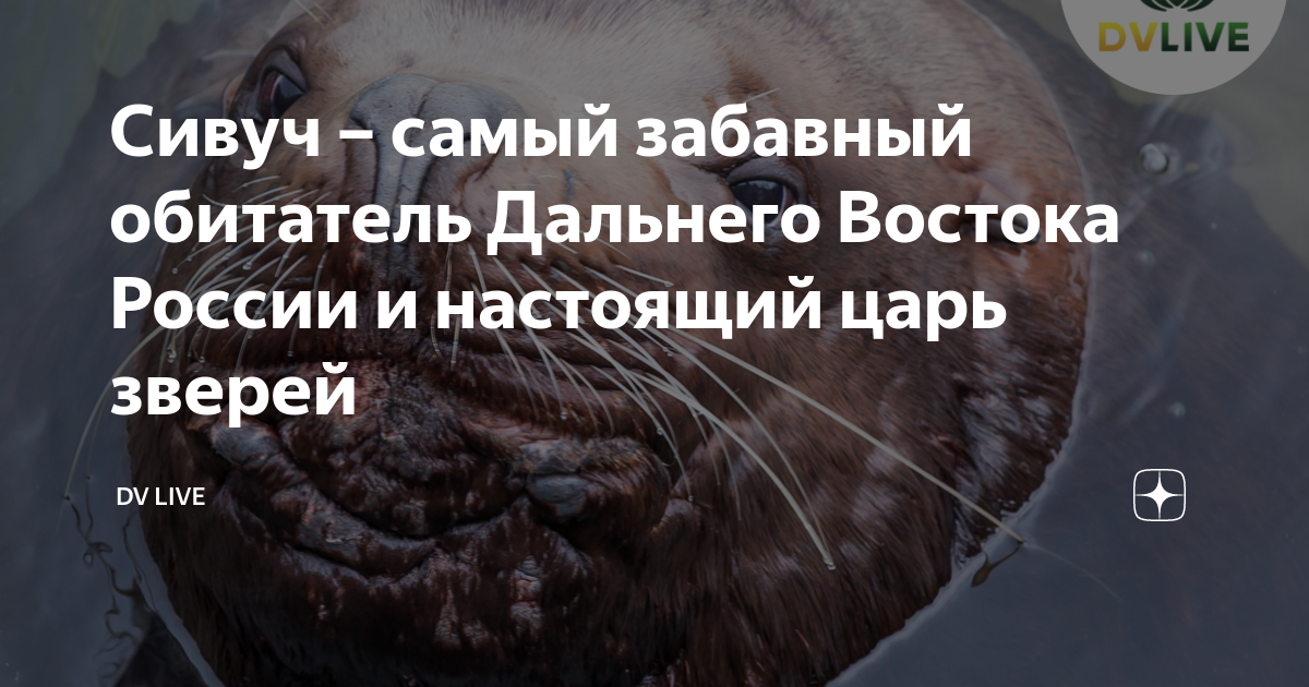 Сивуч – самый забавный обитатель Дальнего Востока России и настоящий ...