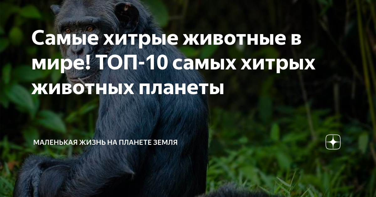 Какие хитрости животных