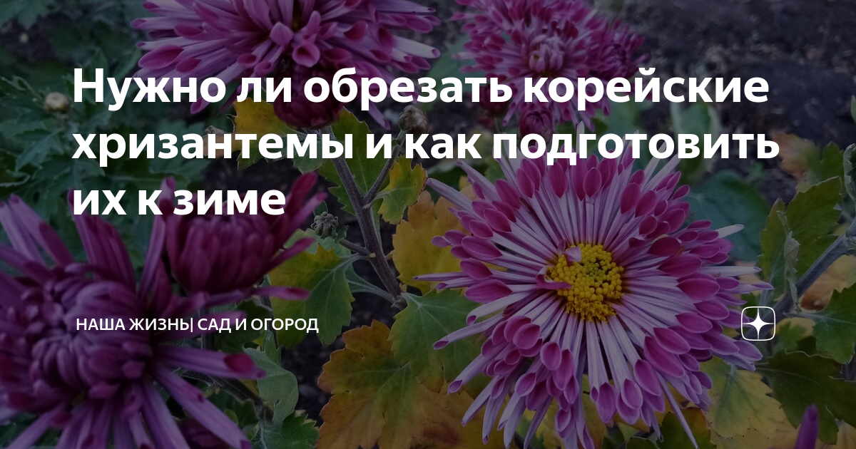 Хризантему обрезают на зиму многолетнюю. Как подрезать хризантемы. Как укоротить корейскую хризантему. Китайская Хризантема обрезка