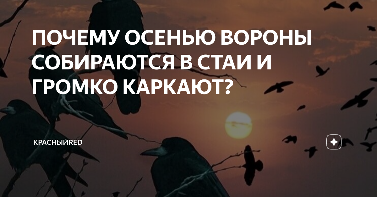 Почему вороны каркают ночью