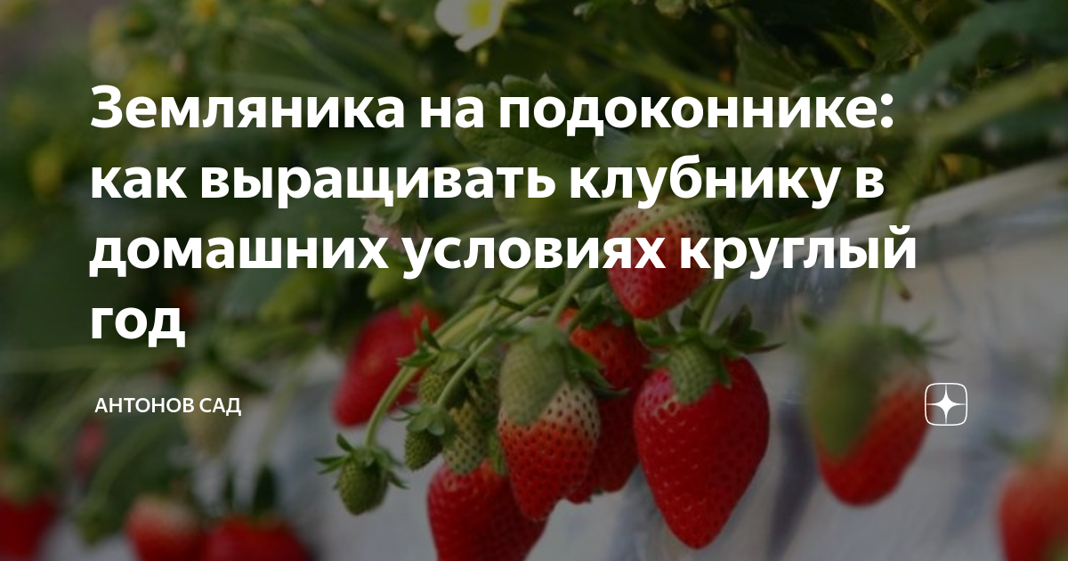 как выращивать клубнику в домашних условиях