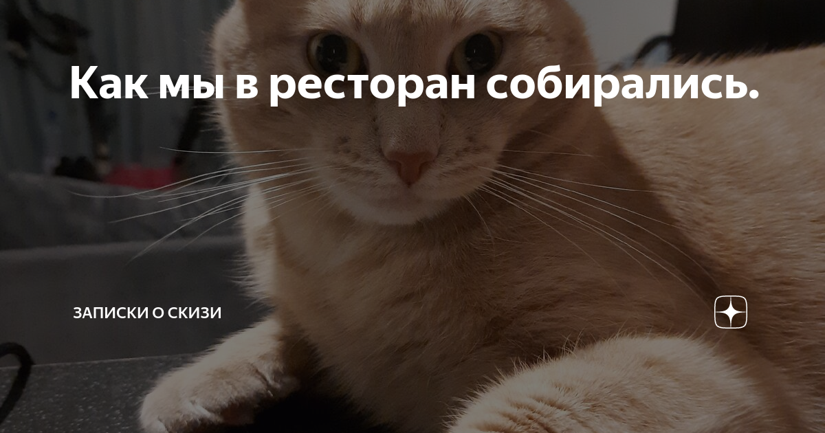 Статьи юрия кота. Кот Скизи на Дзене. Скизи Мазанкин. Кот в Дзене.