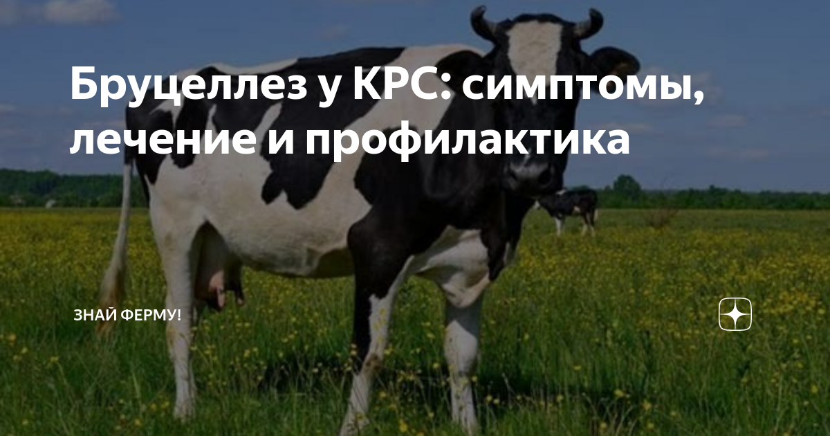 Бруцеллез у КРС: симптомы, лечение и профилактика | Знай ферму | Дзен