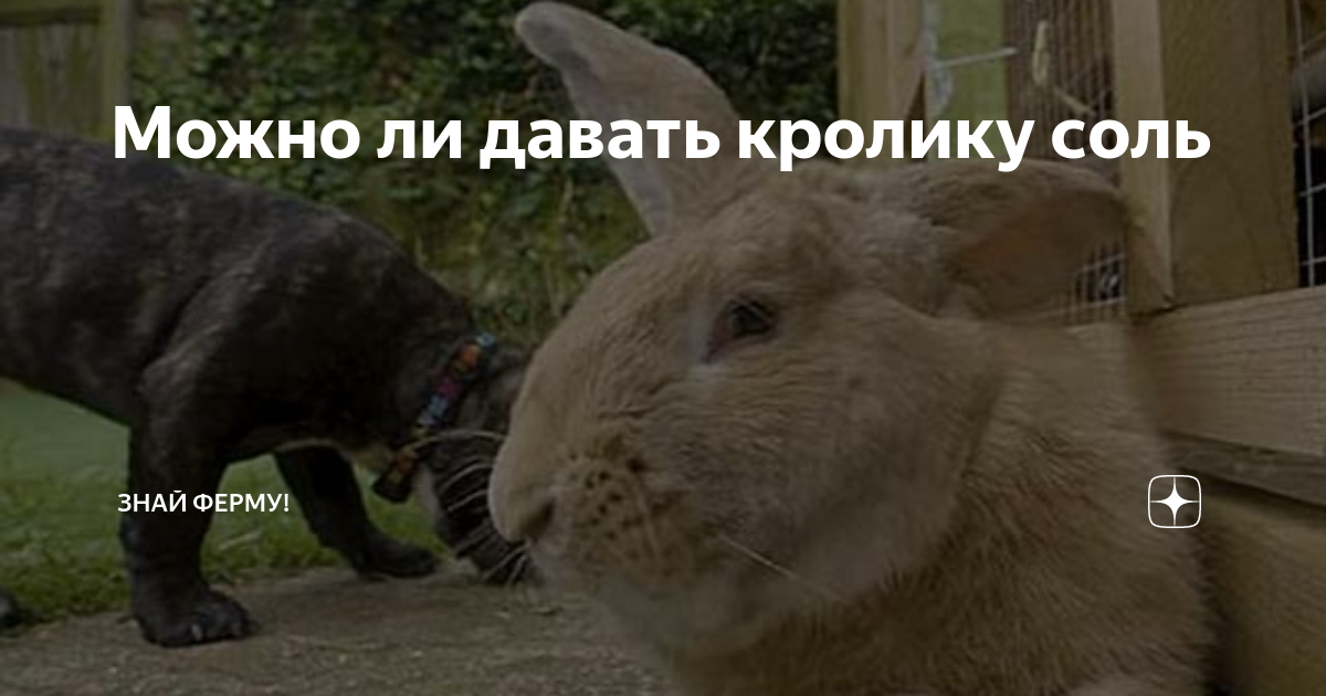 Можно ли давать кроликам соль. Соль для кроликов декоративных. Соль кроликам в клетку. Соляной камень для кроликов. Соль для кроликов.