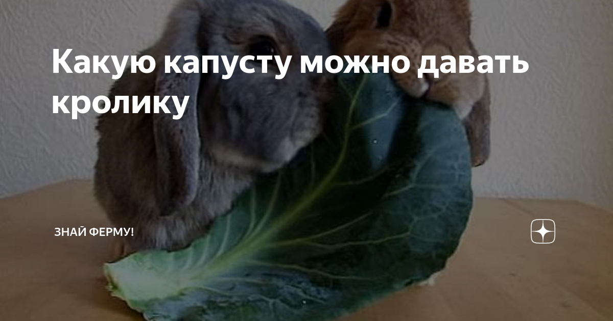 Можно давать кроликам капусту. Кролик с капустой. Кроличья капуста. Кролик с капустного огорода. Кролик с капустным листом фарфор.