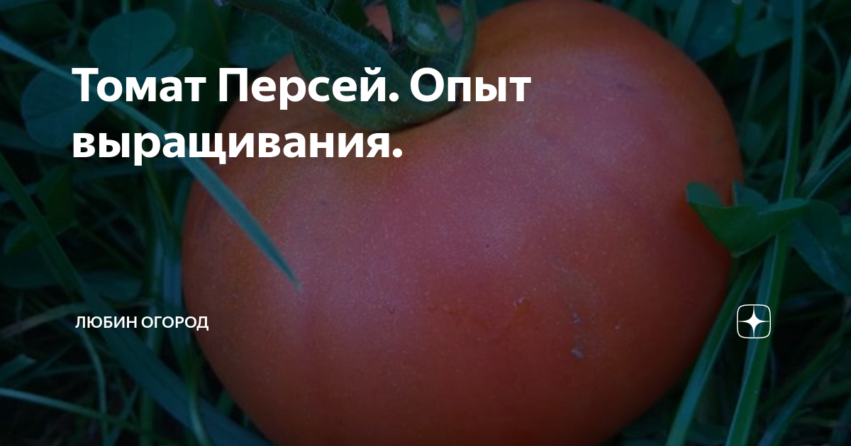 Томат персей описание сорта фото отзывы. Томат пёрсей. Томат Персей Мязина. Томат Персей фото. Помидор Персей красный.