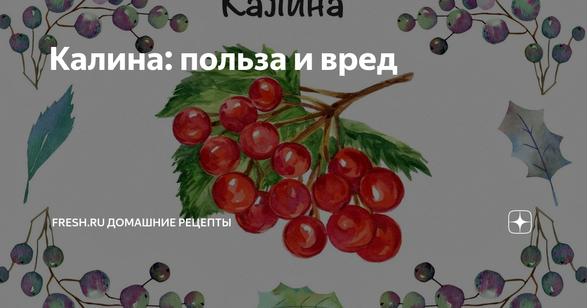 Калина обыкновенная лекарство. Туманки на калину 2006 года. Калина закрепляет. Калина ягоды. Калина закрепляет.