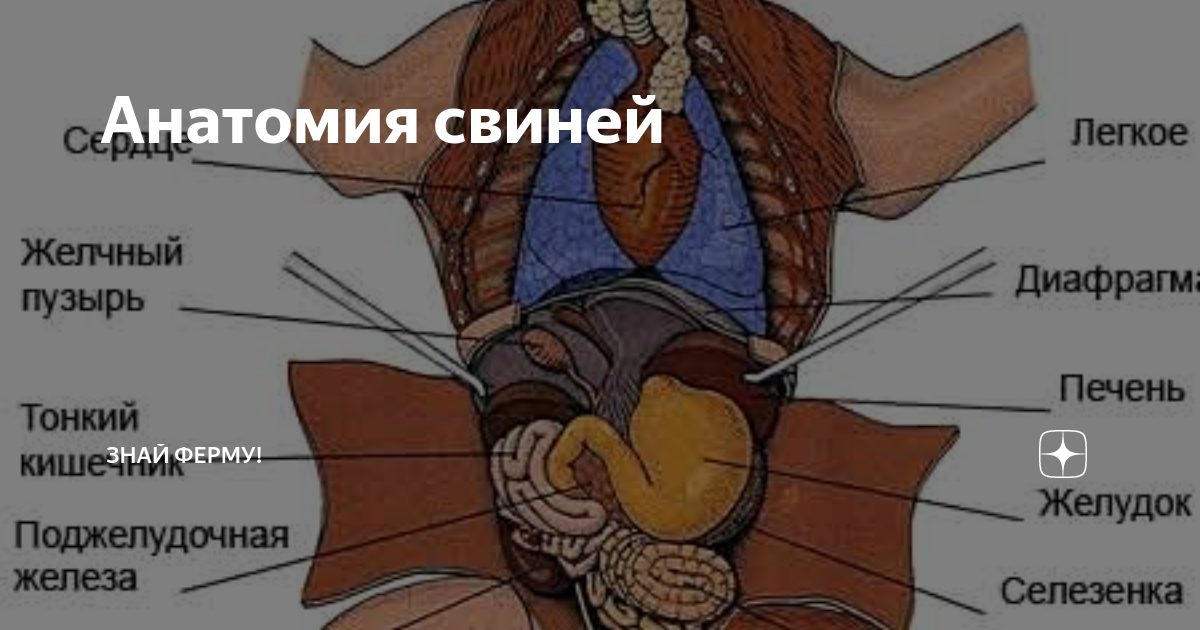 Анатомия свиней | Знай ферму | Дзен
