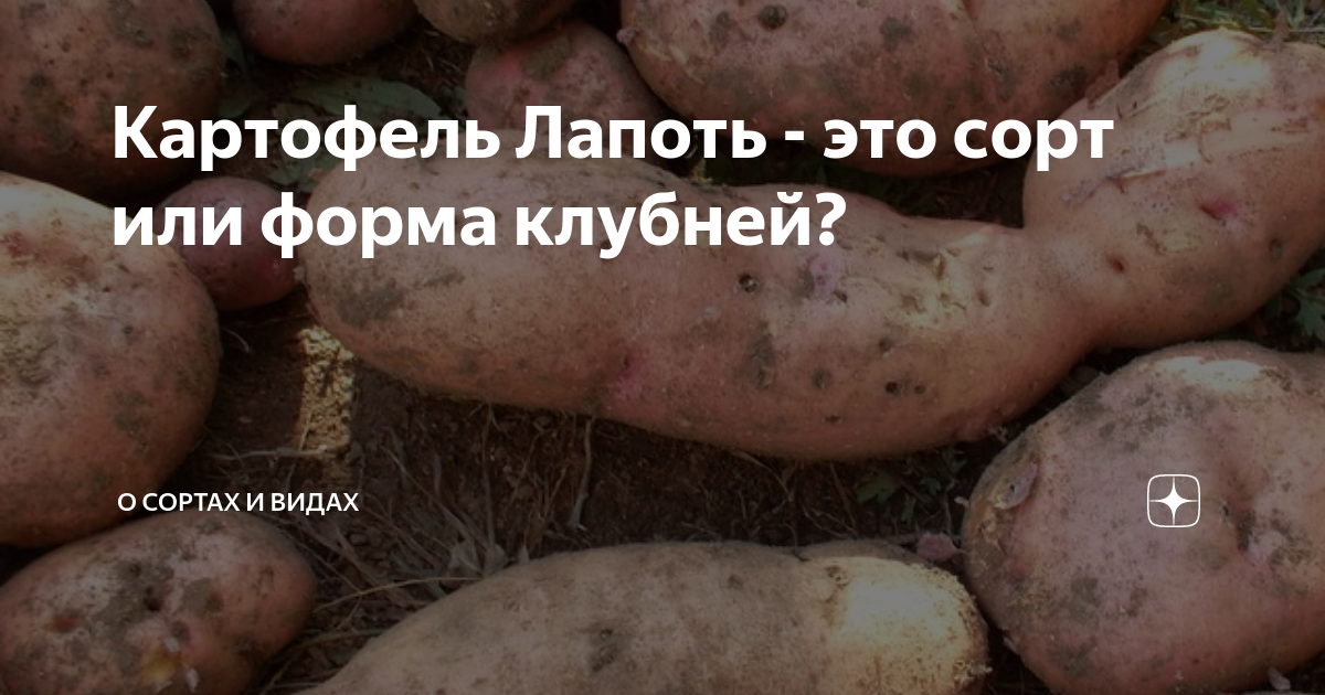 Картофель в Кемерове