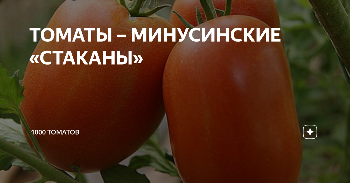 Перцевидный длинный минусинский - Семена редких сортов томатов