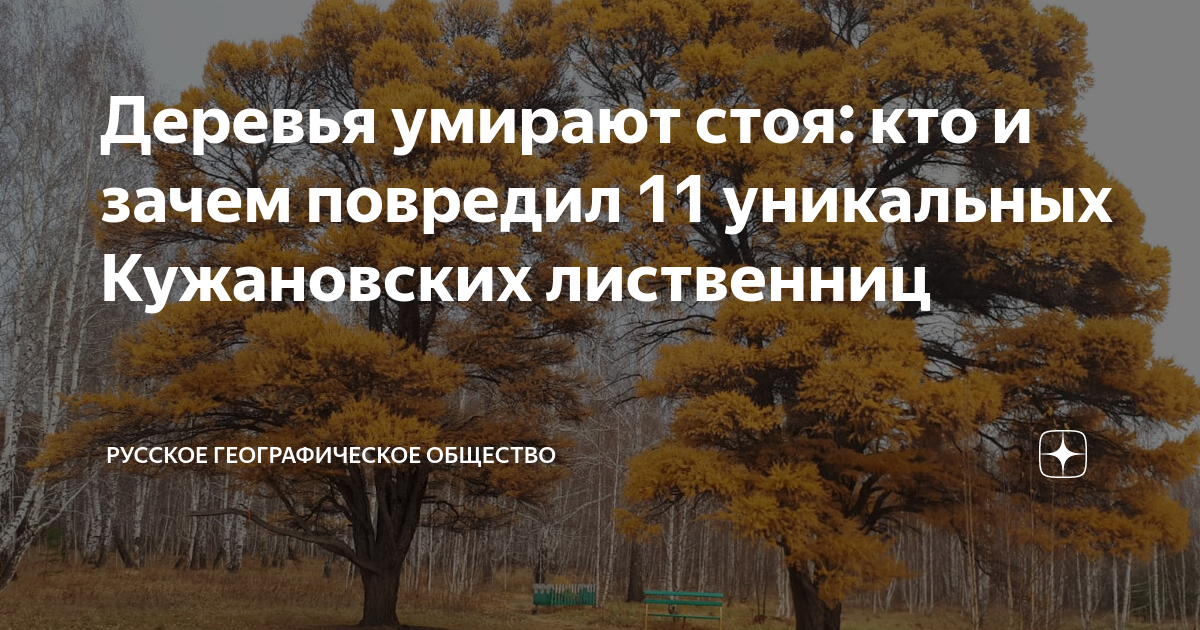 Как умирают деревья. Как умирают деревья