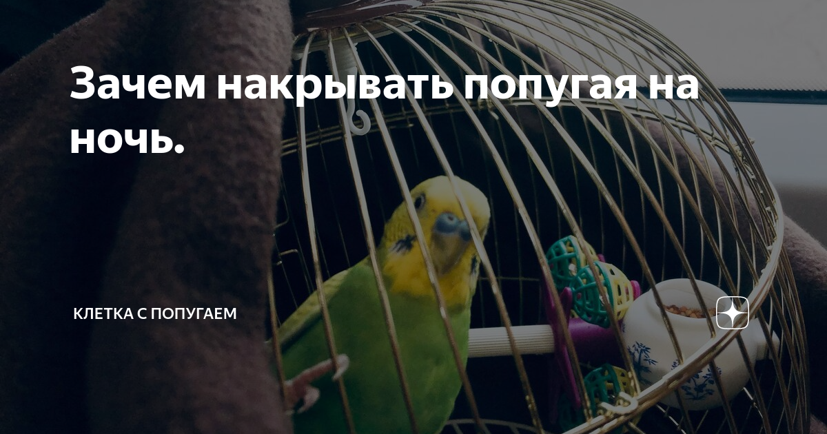 попугая накрыли газетой. накрытая клетка с попугаем. нужно ли накрывать попугая на ночь. клетка для большого попугая. накрытый попугай.