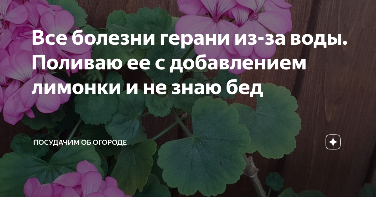 Герань лечение болезней. Болезни герани. Болезни герани Зональной. Болезни герани с фото и описанием для лечения. Болезни герань таблица.