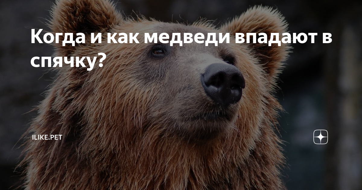 медведь заходил в проходную