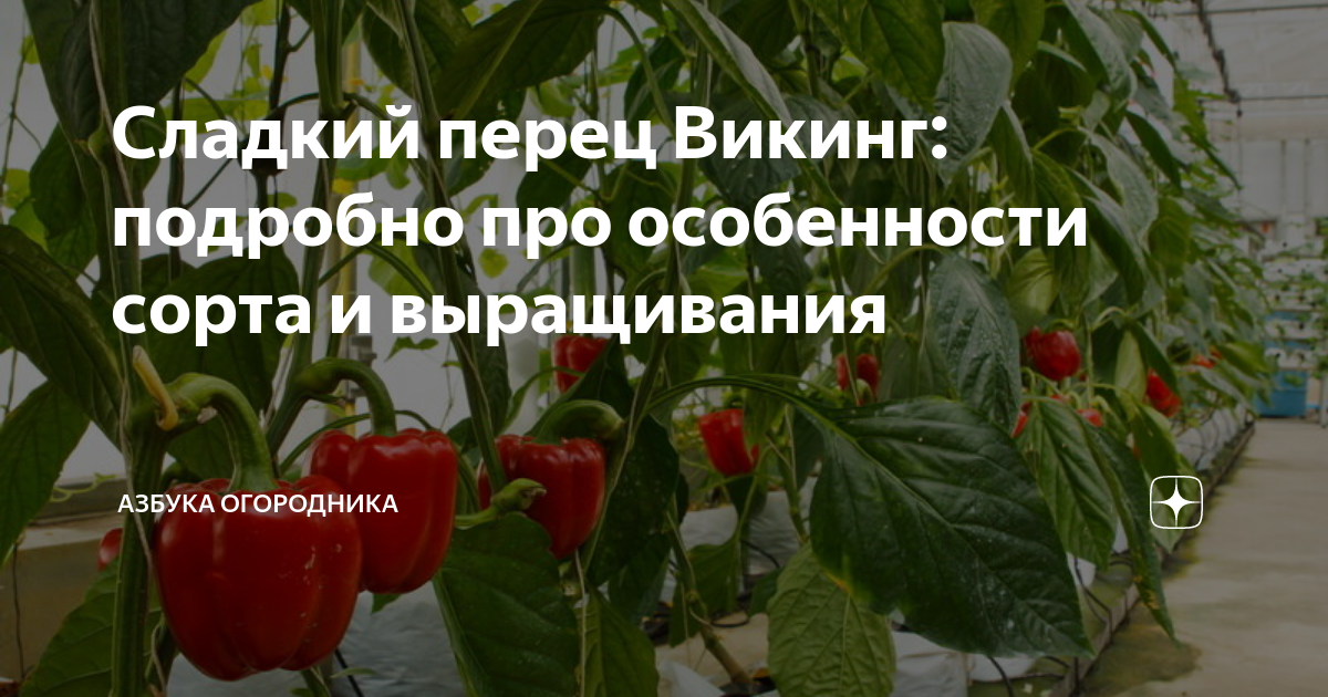 Перец ВИКИНГ Не трескается кожица! Для фаршировки один из самых лучших! 12321236