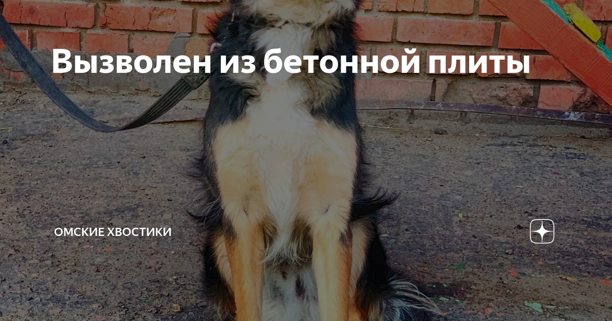 дзен хвостики