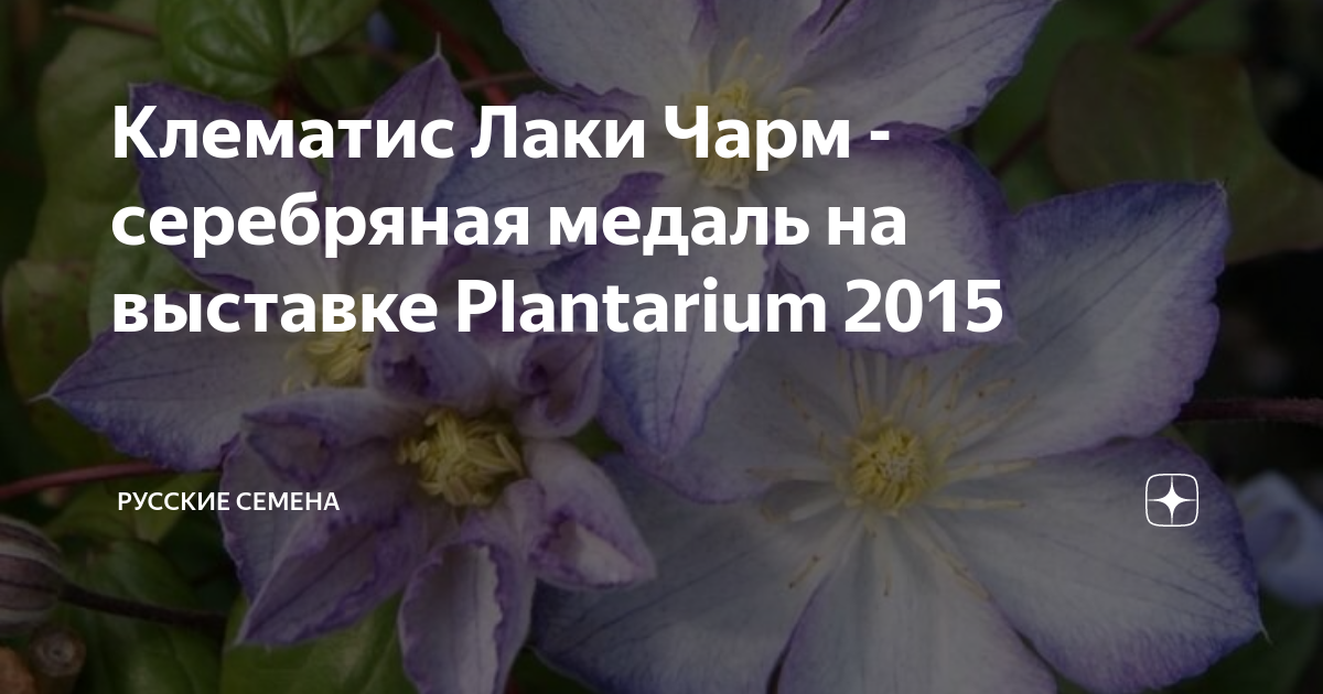 Клематис лаки шарм HeatProf.ru