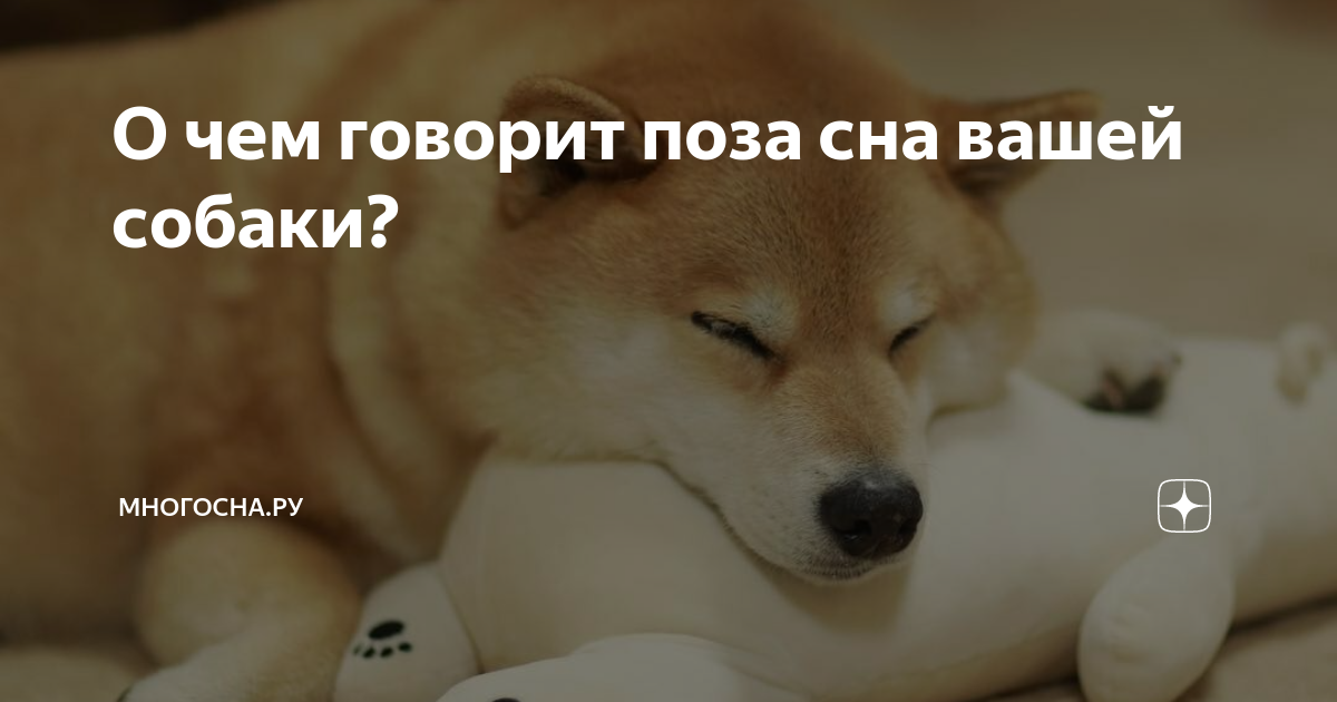 мем, мемы, собака, собаки Брахмапутра Мемозг
