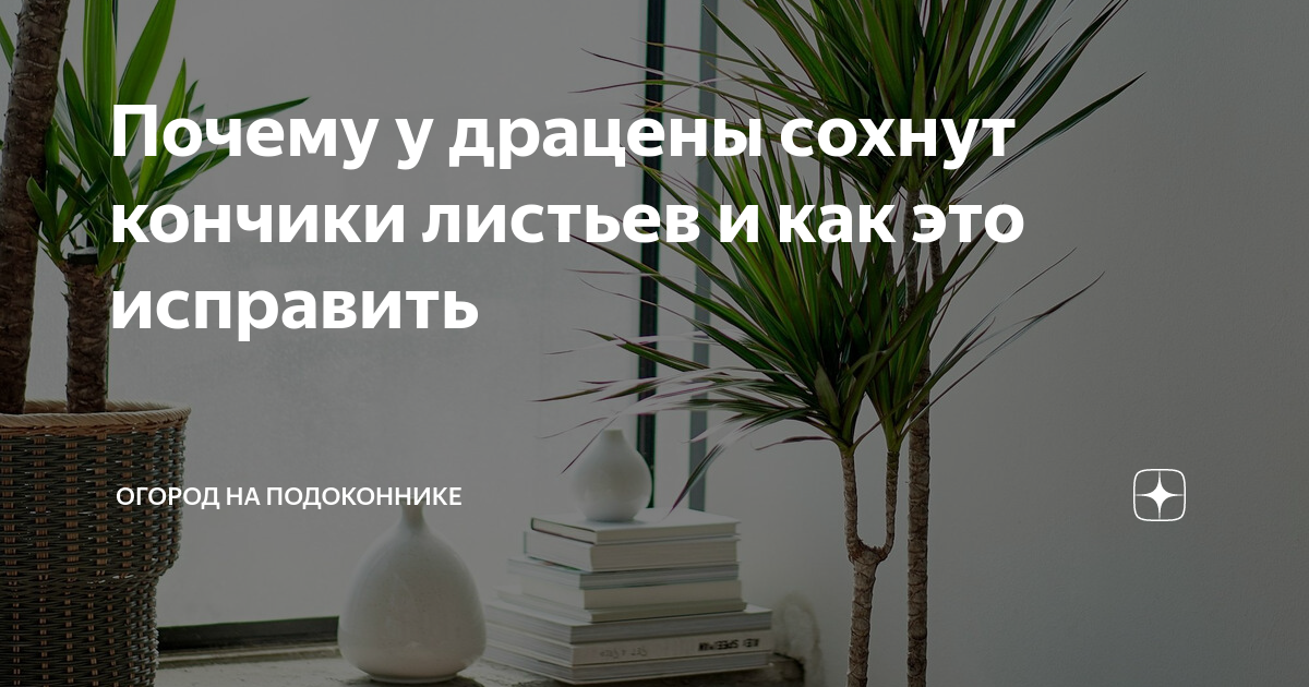 Почему у драцены желтеют и опадают листья - причины проблемы и методы борьбы