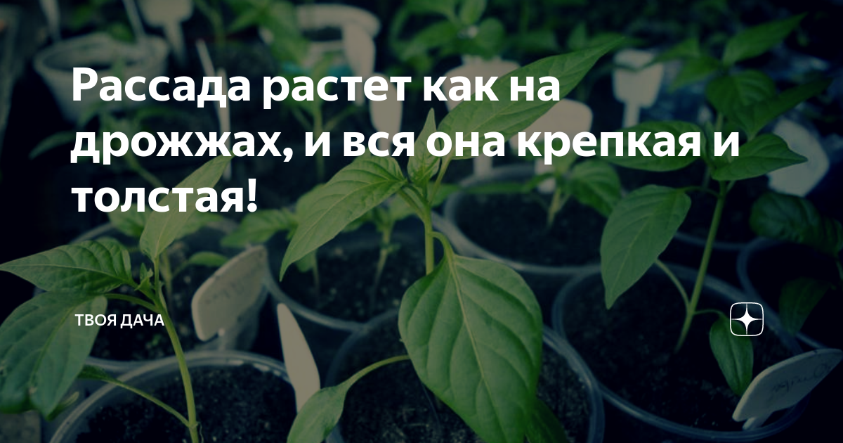 Чем подкормить рассаду чтобы стебель был толстый