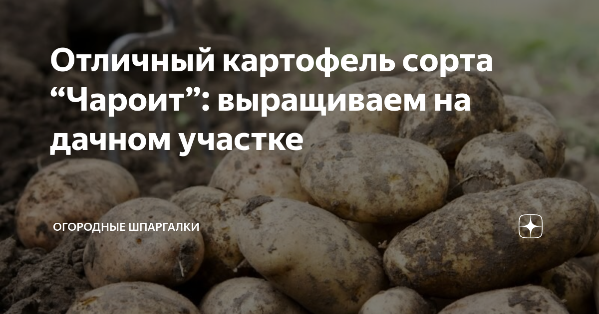 Сорт картошки удача: описание сорта, фото, характеристика, посадка, уход, отзывы