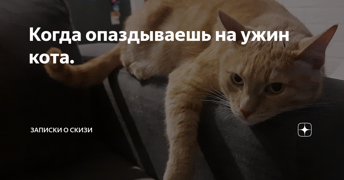 Выйду ночью в кухню с котом текст