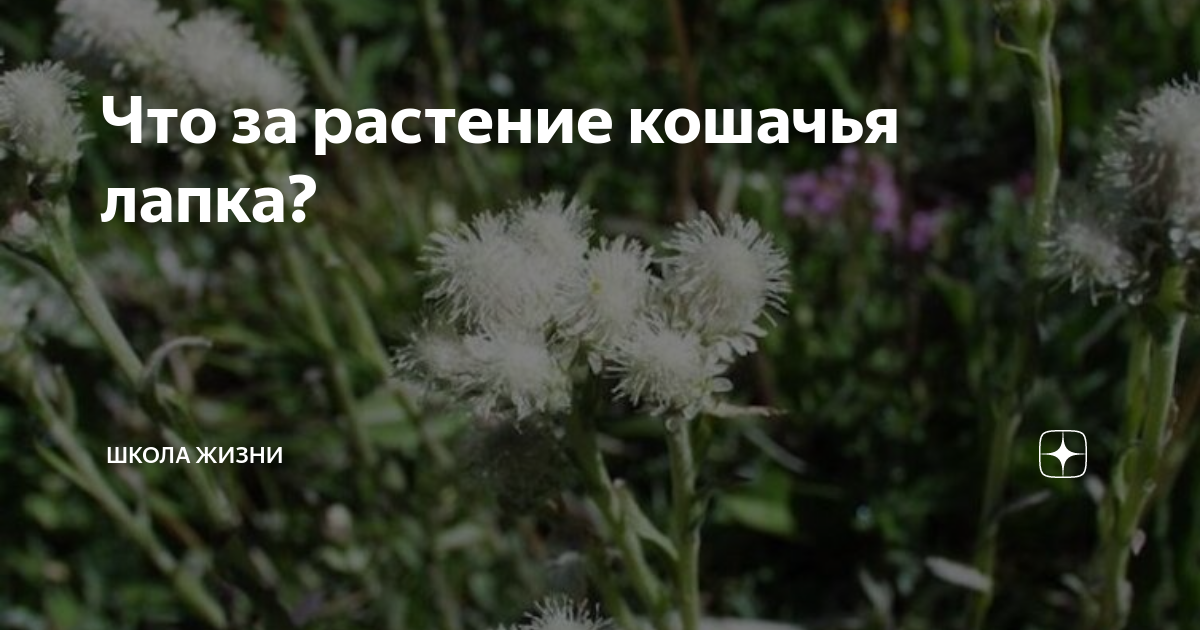 Что за растение кошачья лапка? | Школа Жизни | Дзен