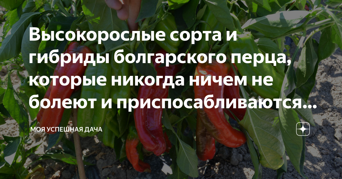 Высокорослые сорта и гибриды болгарского перца, которые никогда ничем ...