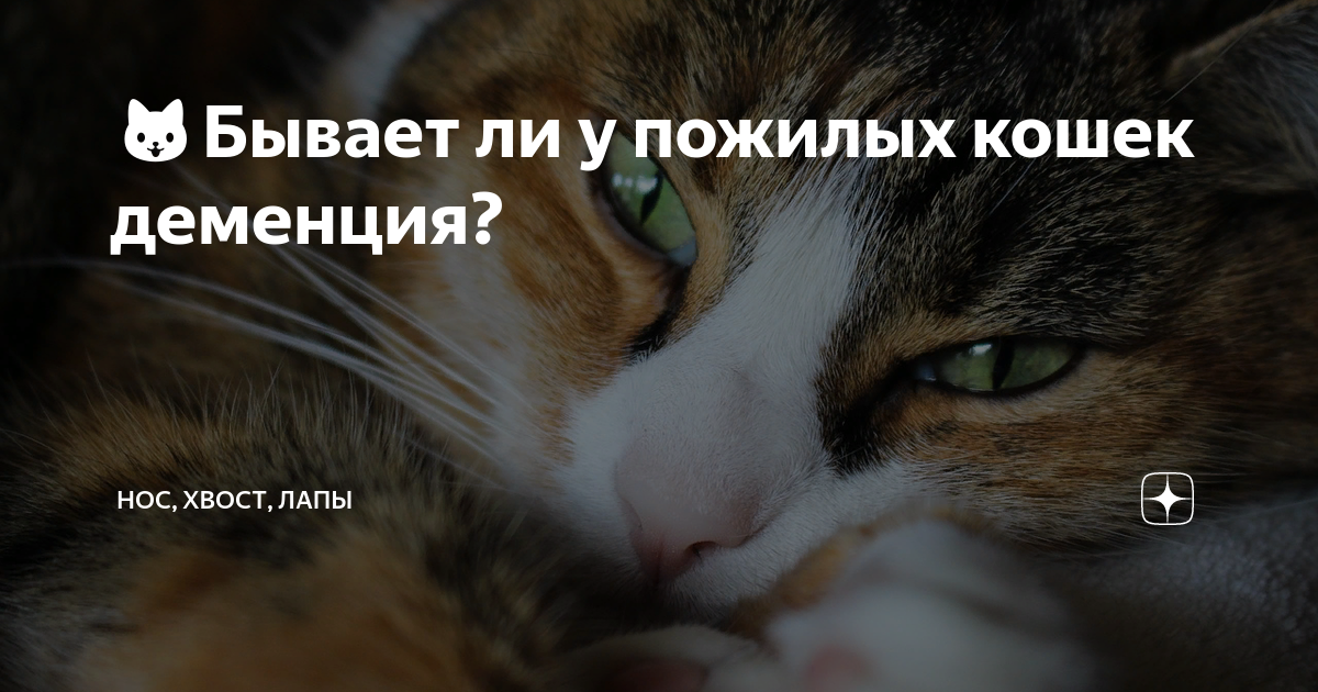 🐱Бывает ли у пожилых кошек деменция? | Нос, хвост, лапы | Дзен