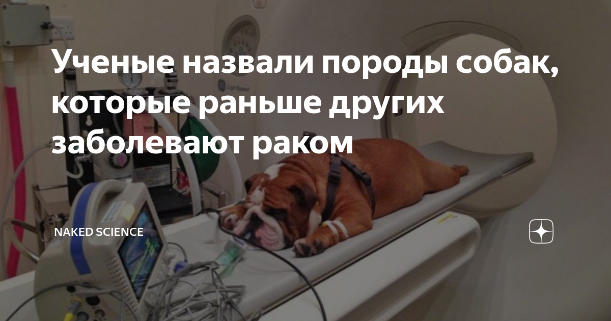 Ученые назвали породы собак, которые раньше других заболевают раком ...