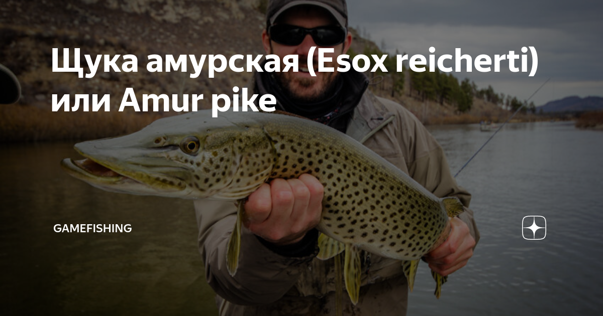 Щука амурская (Esox reicherti) или Amur pike | GameFishing – Трофейная ...