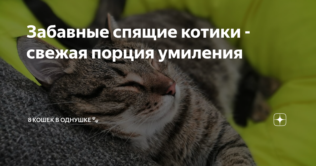 К чему снятся маленькие котята женщине: сонник про маленьких котят | Ваши Питомцы