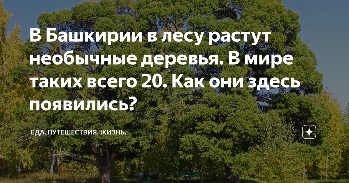 Дом где пахнет шарлоткой. Деревья в Башкирии список. Какие леса растут в Башкирии. Сообщение о деревьях Башкортостана. 10 Деревьев которые растут в Башкирии.