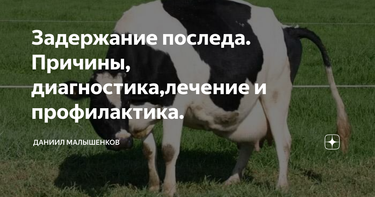 Задержание последа ветеринария крс. Задержание последа у коров. Схемы профилактики послеродовых эндометритов у коров. Задержание последа ветеринария крс. Задержание последа лечение.