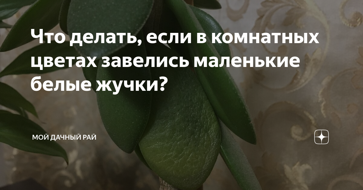 Белые блошки в цветочном горшке: что это и как бороться | Мой ❤ цветник | Дзен